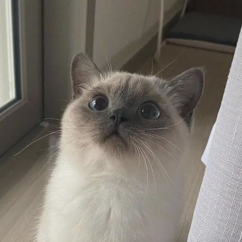 猫gif第一次见到猫咪是这样下床的