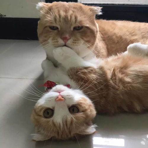 女儿是爸爸的小迷妹,史上最萌猫爸猫女