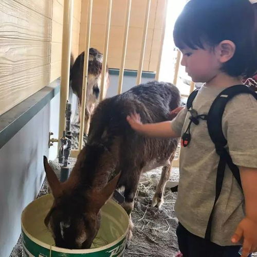 萌翻ins的日本小男孩,看完真的想怀孕