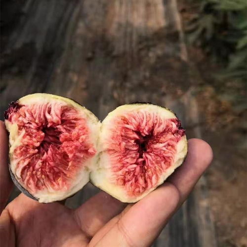 宁夏银川无花果树图片产地货源
