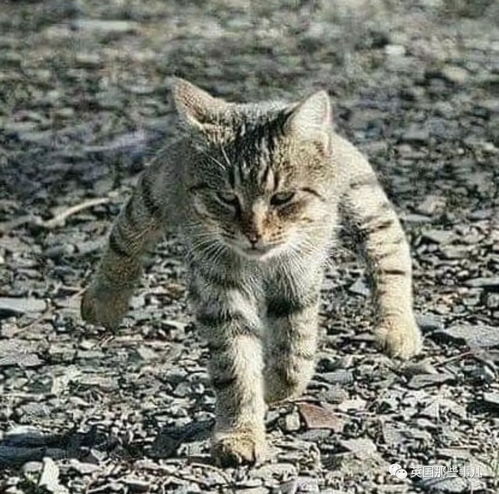 猫咪头像ins高级质感沙雕