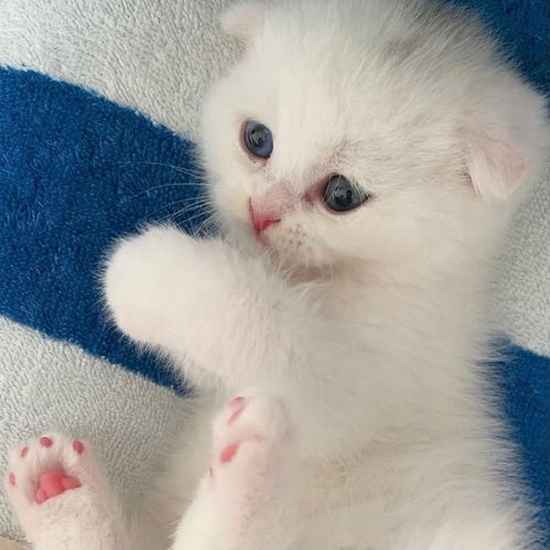 可爱猫猫头像