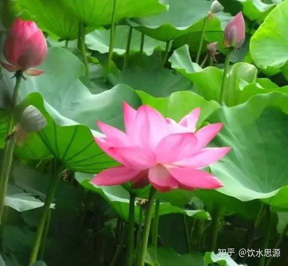 景观设计中如何配置水生植物