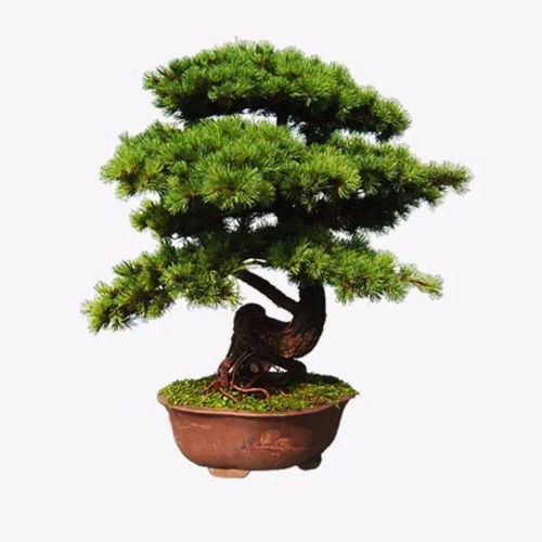 什么样的花草能开运旺财