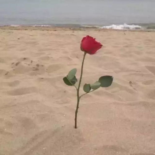 微信头像图片风景抖音