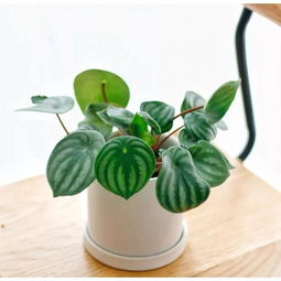 家里养哪种植物好植物也有气质根据风格来搭最准