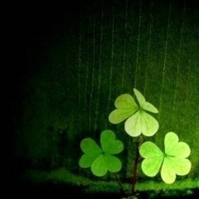 幸运四叶草图片大全吉利的四叶草微信头像唯美