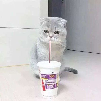 抖音宠物情头抖音猫猫狗狗情侣头像下载游戏吧