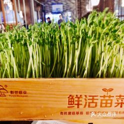 凑凑火锅茶憩来福士广场长宁店的鲜活豌豆苗好不好吃用户评价口味怎么样上海美食鲜活豌豆苗实拍图片大众点评