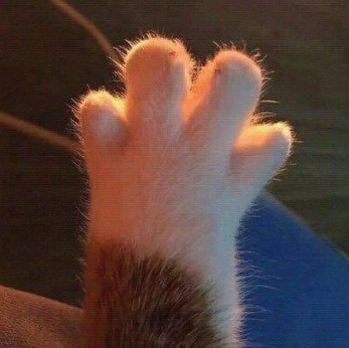好想舔猫这个部位,我是变态吗