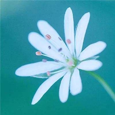 微信头像花微信