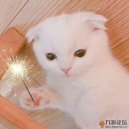 恋舞ol第114期周刊你好,2018