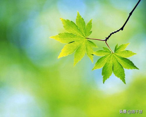 微信头像图片风景兄弟
