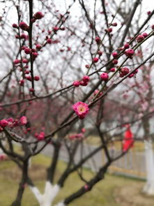 观花2019之张家港香山梅岭看梅花