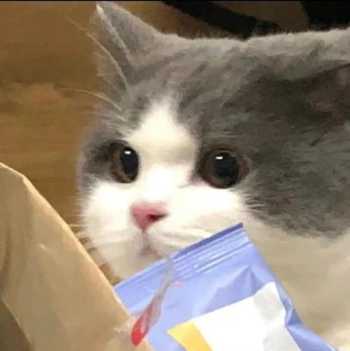 love头像我也不想可爱呀可是我是猫猫耶
