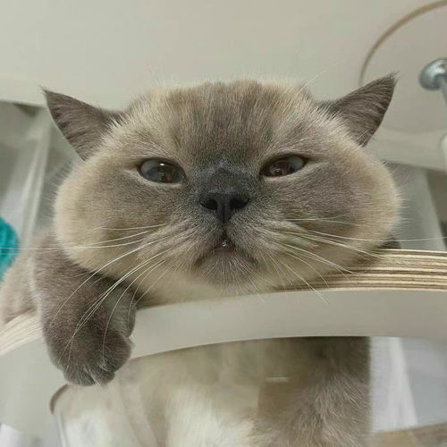 无水印可爱猫咪头像