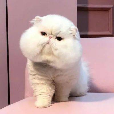 可爱的猫咪头像来了,猫咪情侣头像,冬天头像