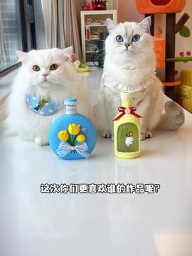 狐狸抢劫小白兔猫咪能抓住劫匪吗猫咪的迷惑行为抖音创作季萌宠出道计划治愈世界治愈你神奇动物在抖音