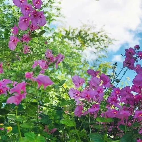 2023最新唯美花朵风景头像