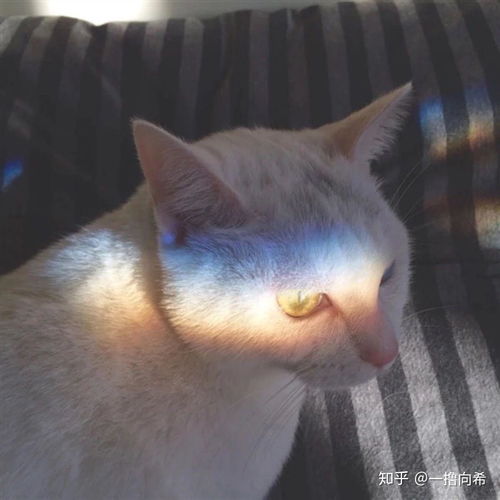 猫咪头像ins高级质感恐婚症