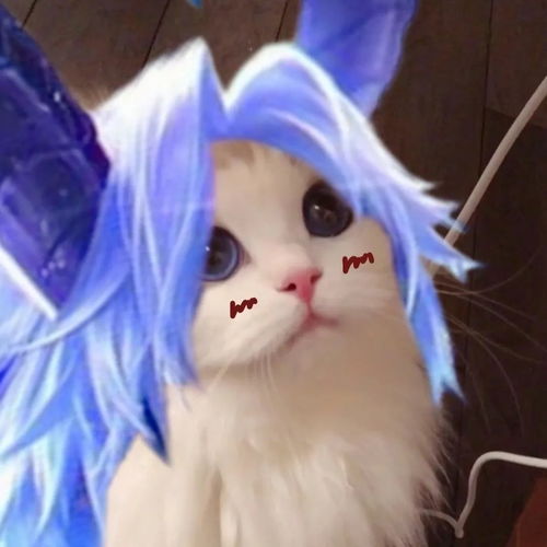 王者荣耀猫猫头像第五弹