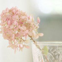 微信头像花朵大全微信头像图片大全