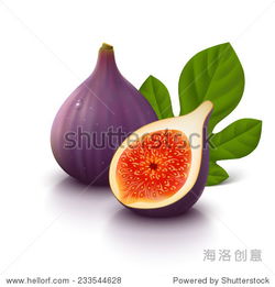 整个无花果切叶孤立在白色背景矢量插图食品及饮料,物体站酷海洛创意正版图片,视频,音乐素材交易平台shutterstock中国独家合作伙伴站酷旗下品牌