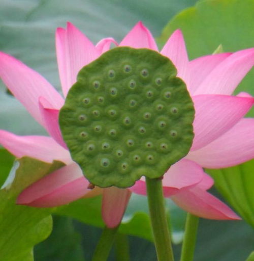 莲蓬