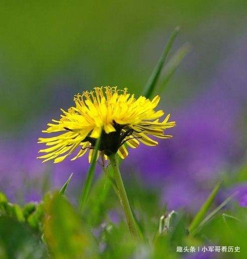带来好运的微信头像花属相