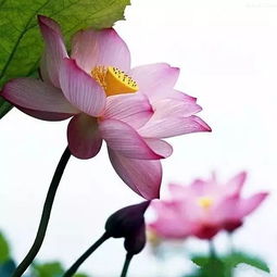 大暑心静如水,莲花自开