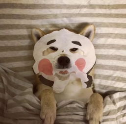 一波狗狗ins账号,要不要进来follow你心仪的狗