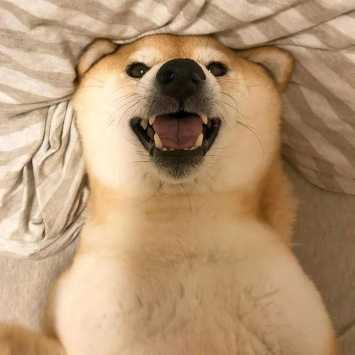 以宠物之名,暖你我之心