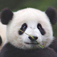猪儿跑的快手头像微信头像图片大全