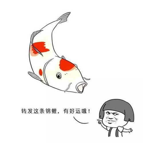 刷屏的中国锦鲤,用英语怎么说