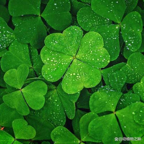 四叶草的花语是什么了解它背后的深刻寓意