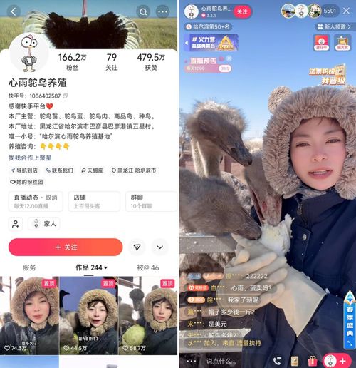 央视主持化身养殖站长连麦快手三农创作者,畅聊鸵鸟养殖那些事儿