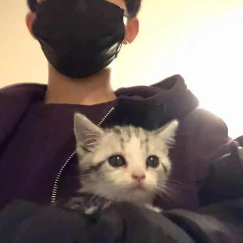 猫猫头像ins高级质感猫咪
