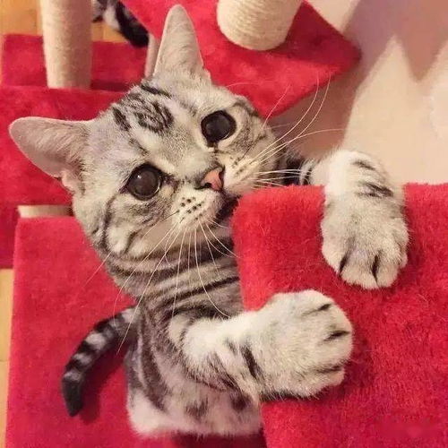 养猫半年,猫主子对我爱搭不理猫咪不粘人,怎么办