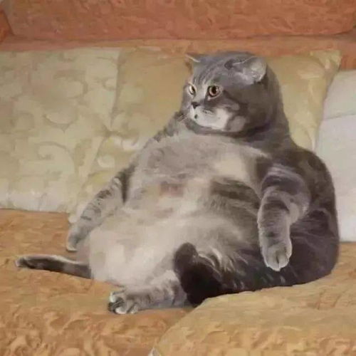 猫咪头像ins高级质感个性网