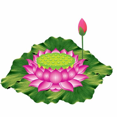 漂亮的莲花微信头像莲花