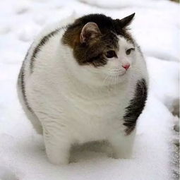 ins上突然走红的猫咪灵魂画手,喵看了简直想打人