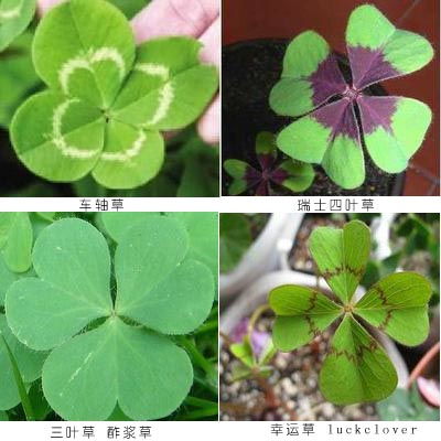 四叶草幸运草养护方法