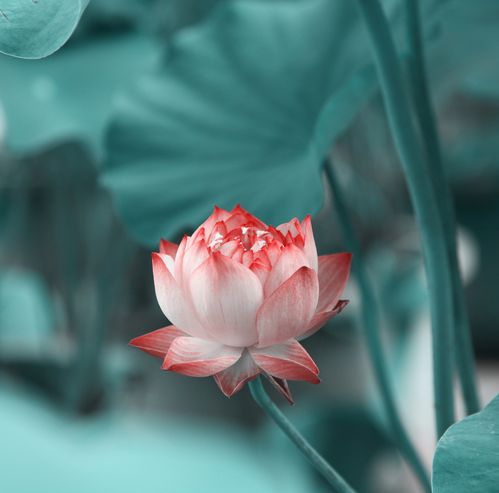 夜读丨祝你荷荷美美,好运莲莲