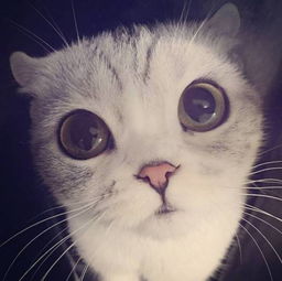 猫猫头像ins高级质感ins
