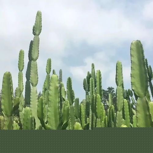 合肥出发,机票不超过300块,一起去扫荡厦门美食