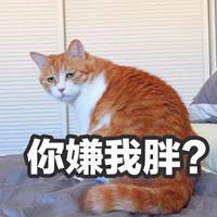 好看的橘猫头像胖乎乎橘猫可爱微信头像