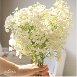 这是什么花