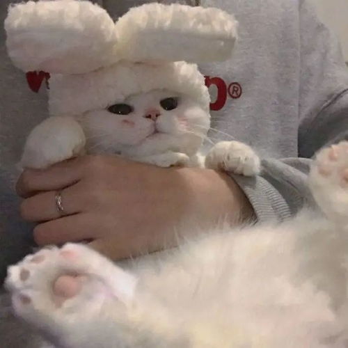 头像关于萌宠的头像