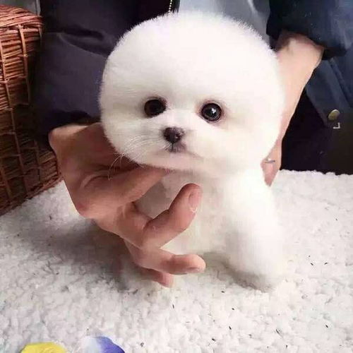 图天津天津博美俊介幼犬价格天津宠物狗
