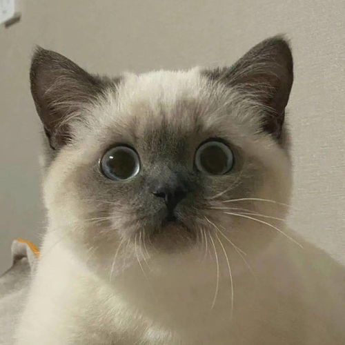 猫咪头像ins高级质感女生